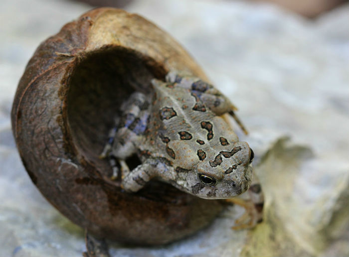 Fowler's Toad